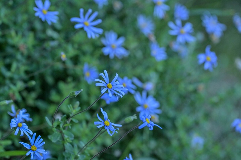 Felicia aethiopica photo 8