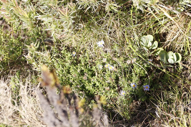 Felicia aethiopica subsp. aethiopica
