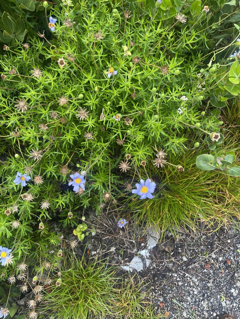 Felicia aethiopica subsp. aethiopica photo 2