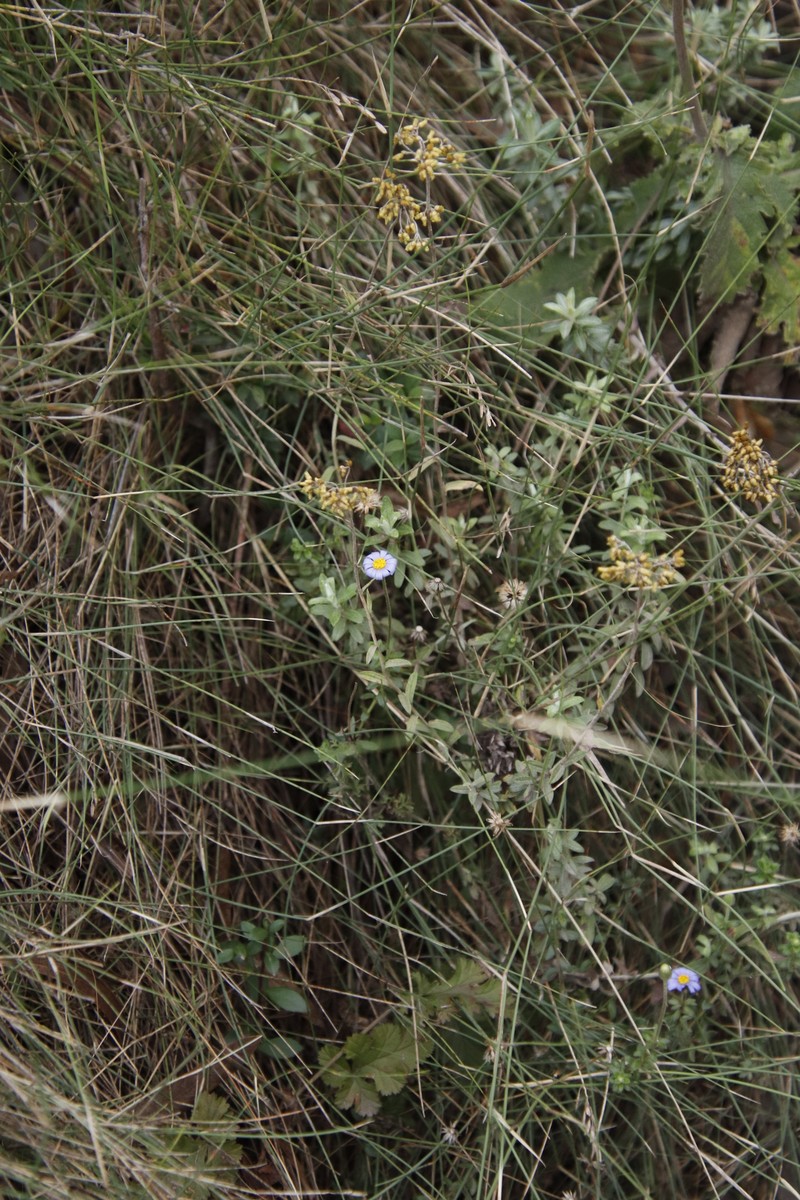 Felicia aethiopica subsp. aethiopica photo 3