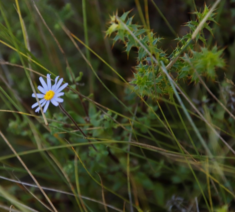 Felicia aethiopica subsp. aethiopica photo 4