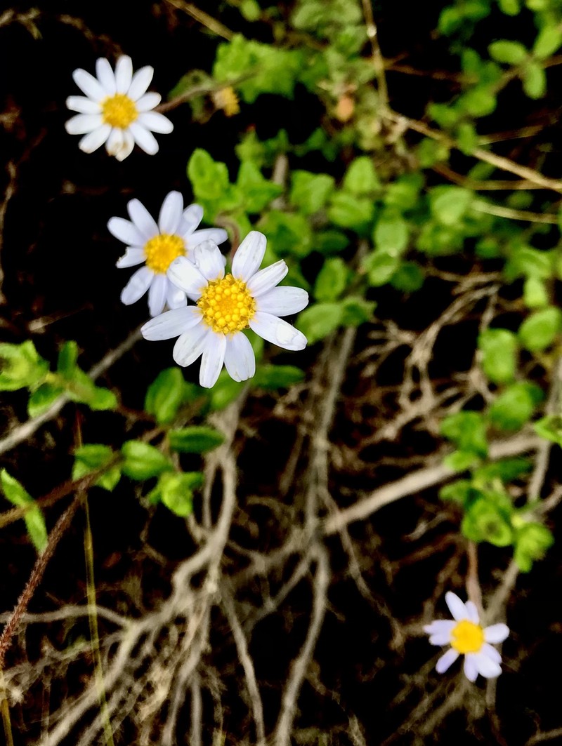 Felicia aethiopica subsp. ecklonis
