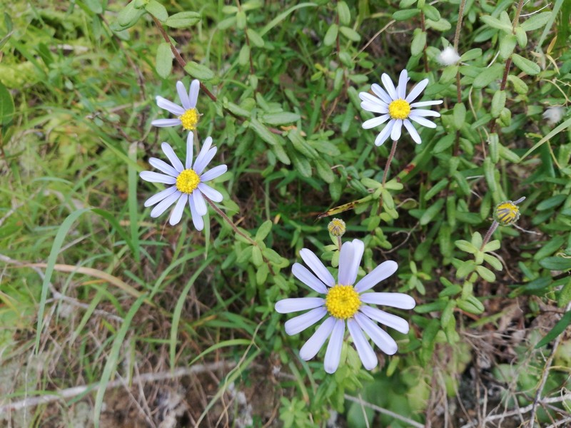 Felicia aethiopica subsp. ecklonis photo 2