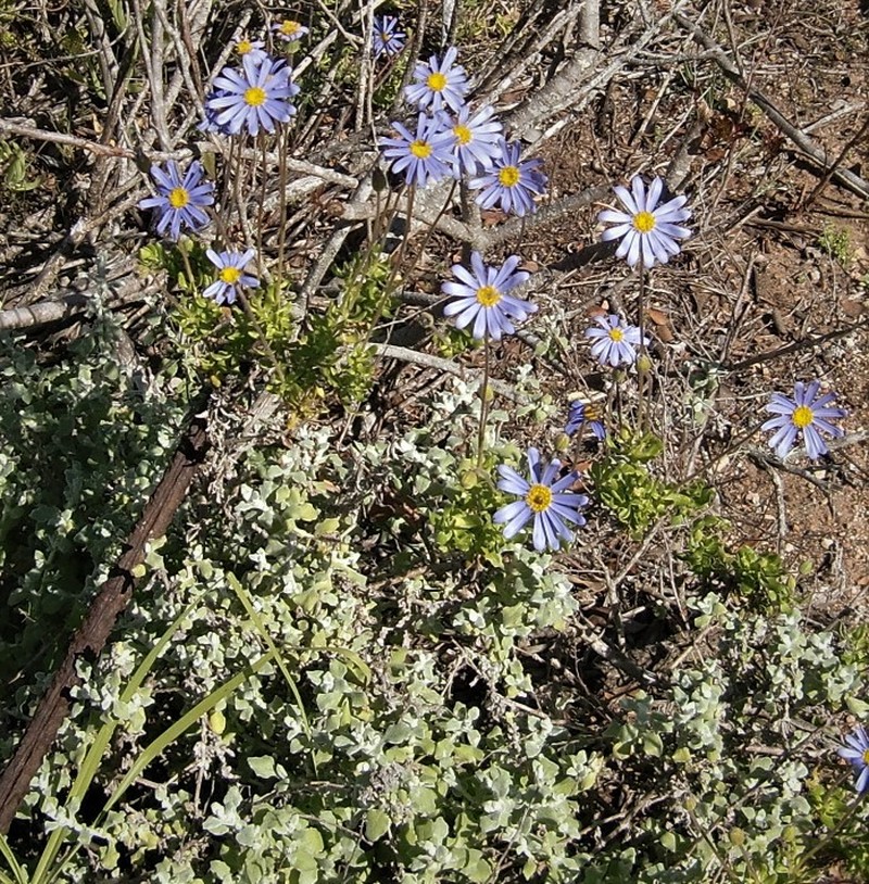 Felicia aethiopica subsp. ecklonis photo 3