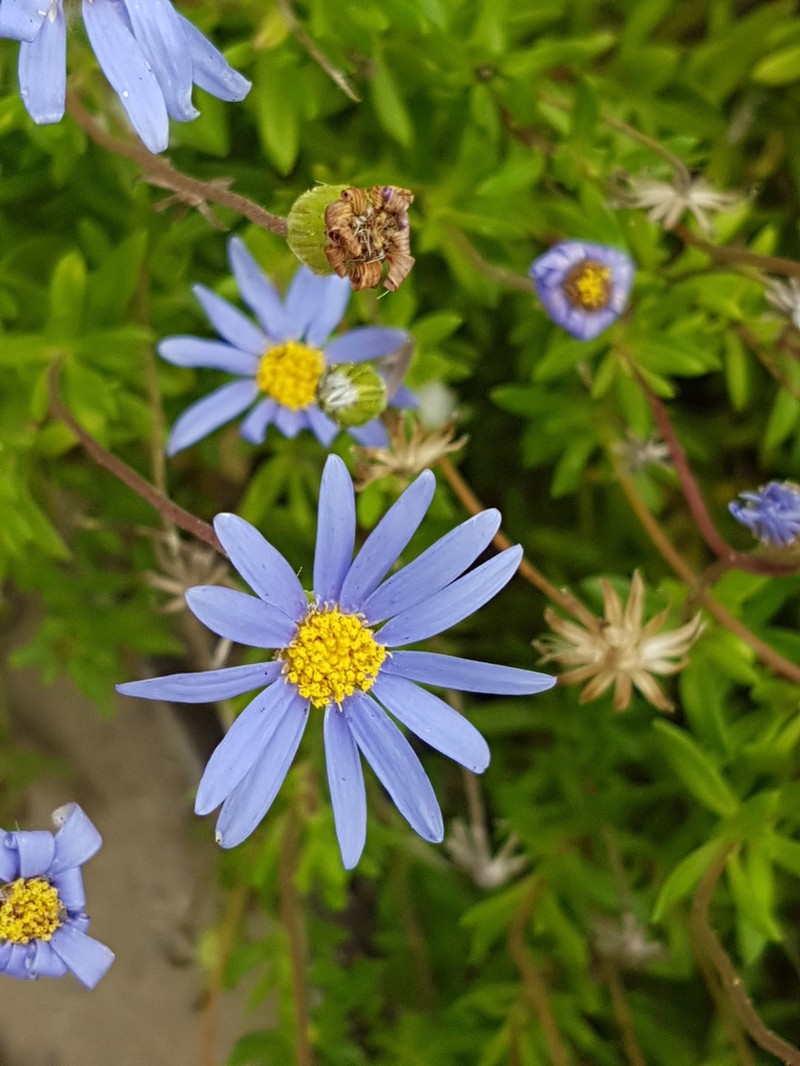 Felicia aethiopica subsp. ecklonis photo 4