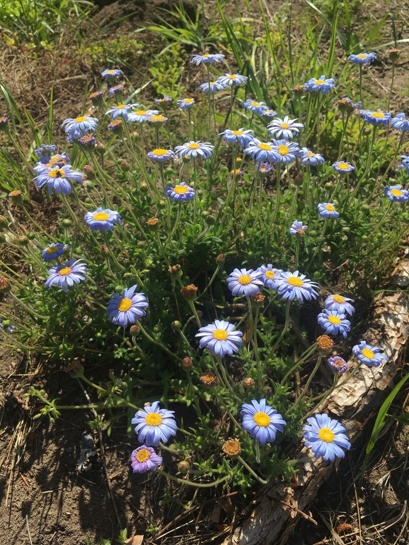 Felicia amoena subsp. amoena