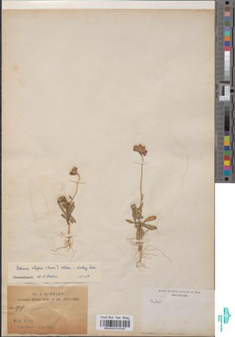 Felicia amoena subsp. amoena photo 2