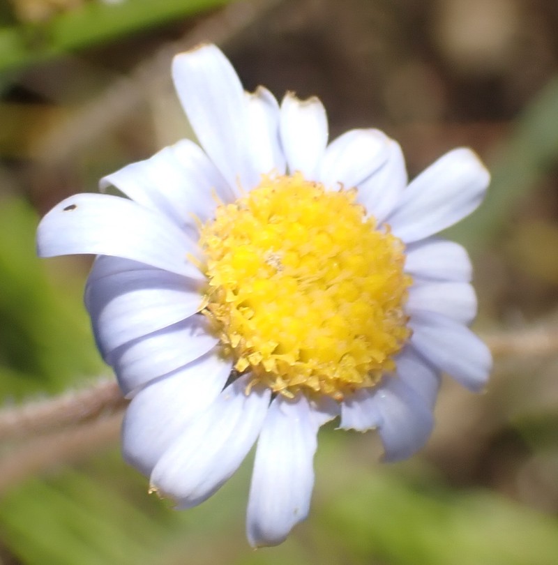 Felicia amoena subsp. latifolia