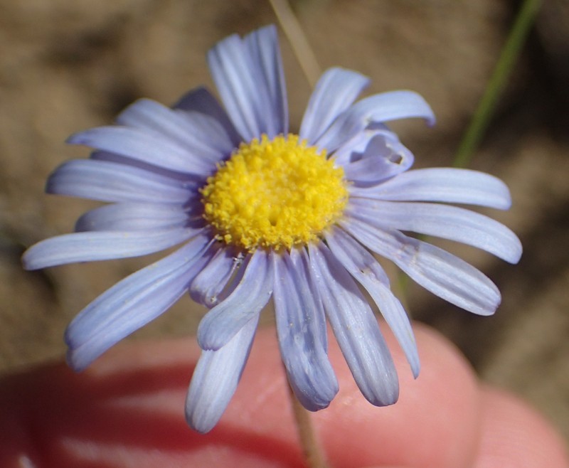 Felicia amoena subsp. latifolia photo 3