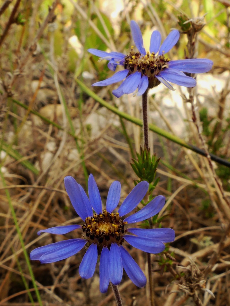 Felicia amoena subsp. latifolia photo 4
