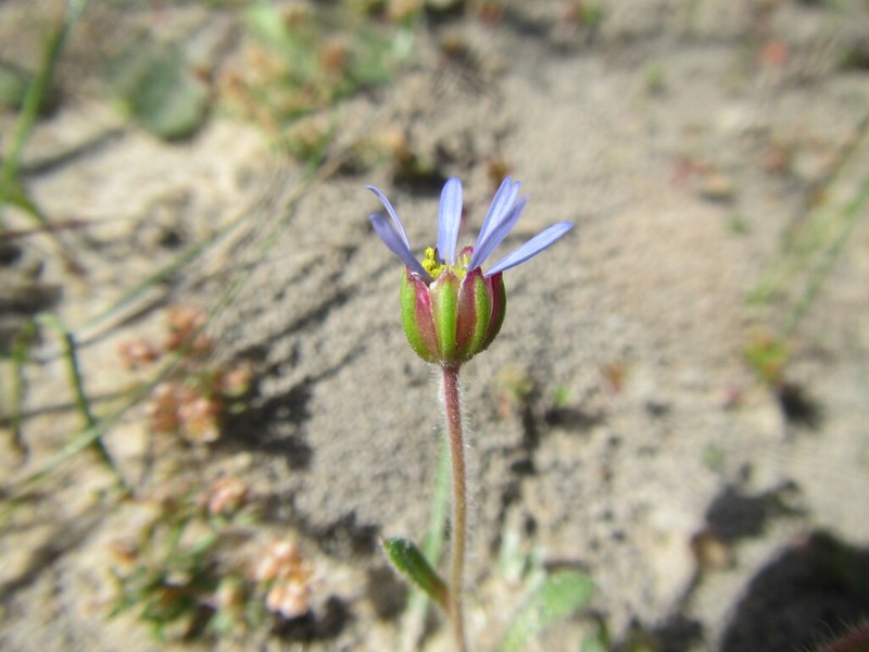 Felicia annectens photo 4
