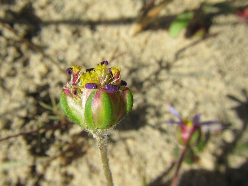 Felicia annectens photo 6