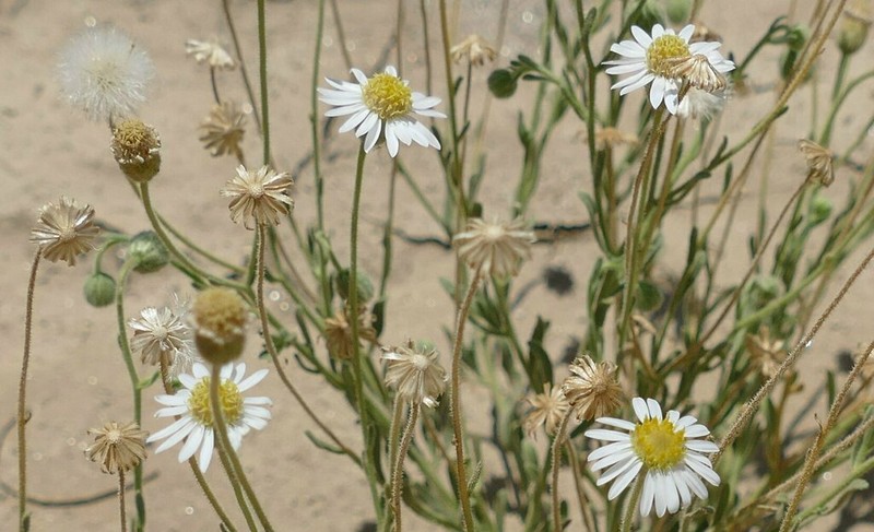 Felicia anthemidodes photo 2