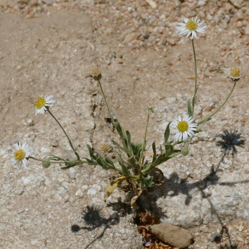 Felicia anthemidodes photo 3