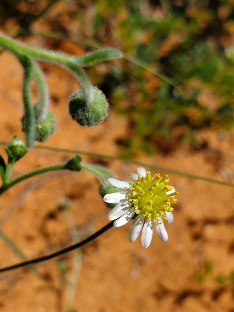 Felicia anthemidodes photo 4
