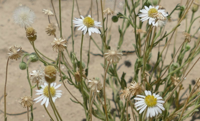 Felicia anthemidodes photo 6