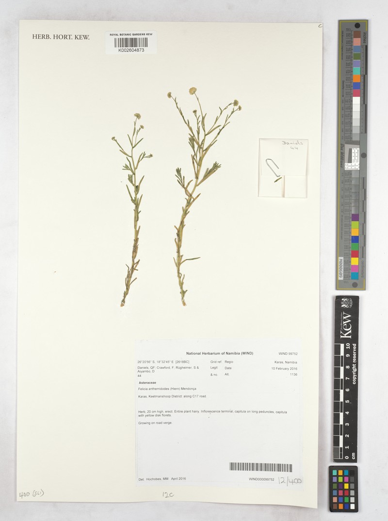 Felicia anthemidodes photo 7