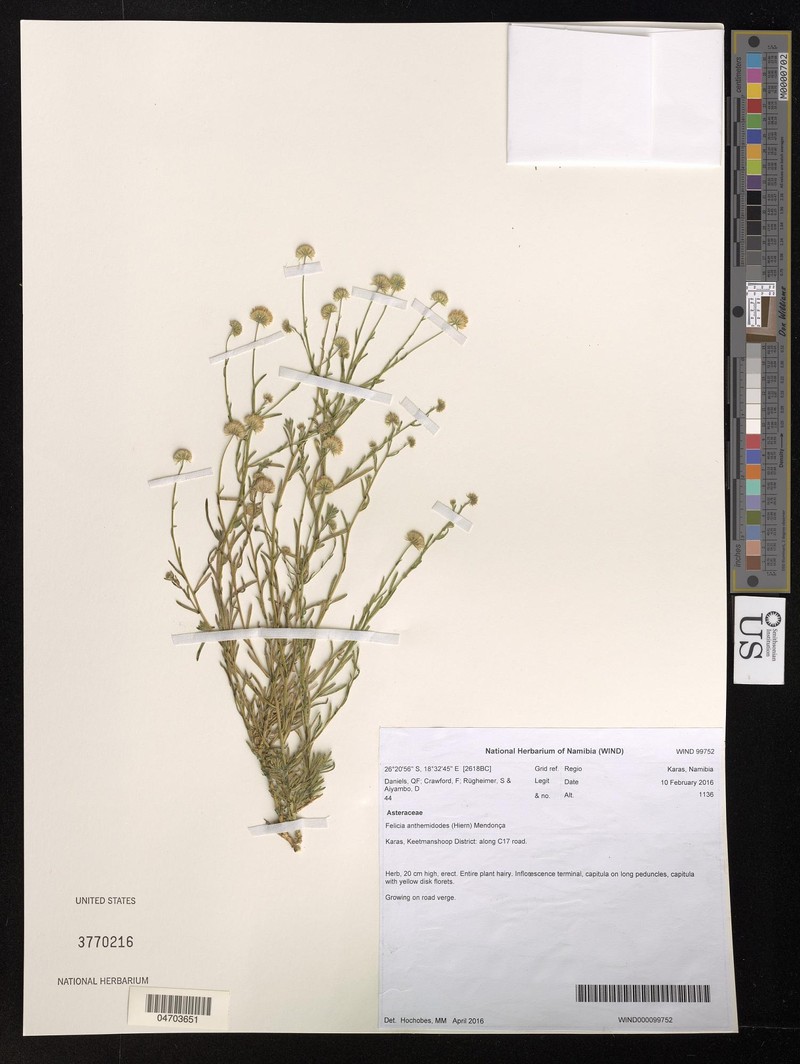 Felicia anthemidodes photo 8