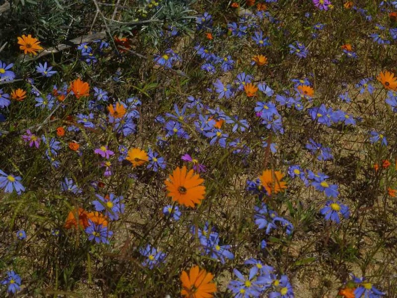 Felicia australis