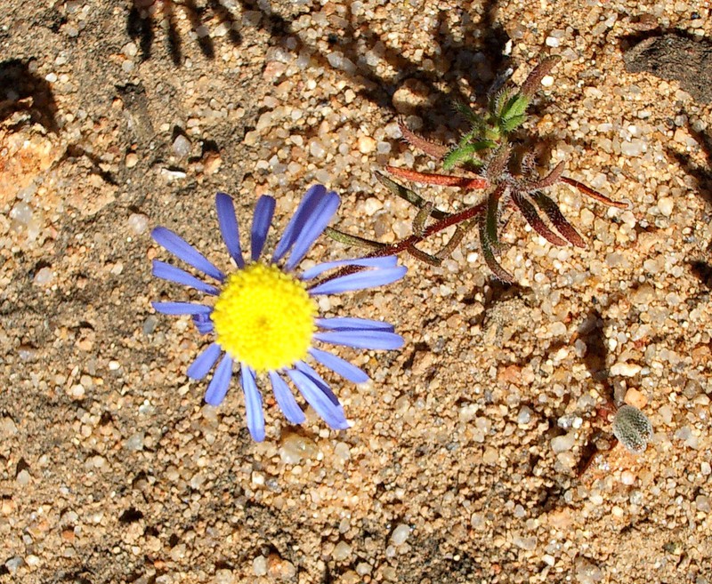 Felicia australis photo 2