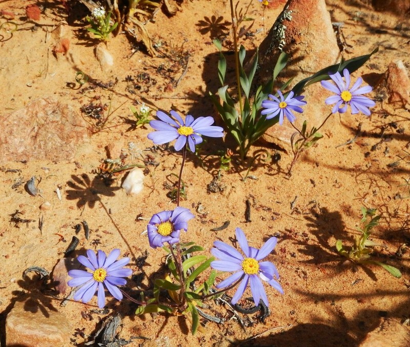 Felicia australis photo 3
