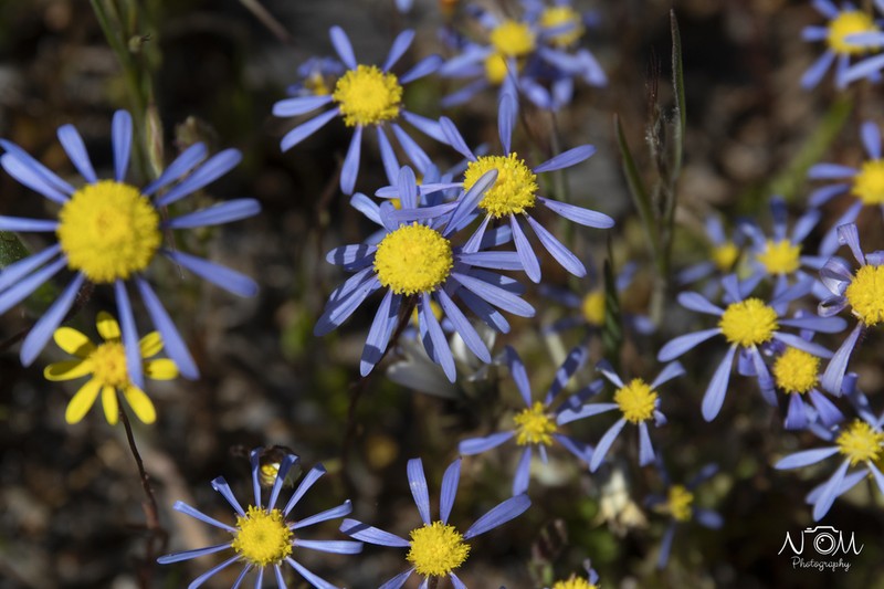 Felicia australis photo 4
