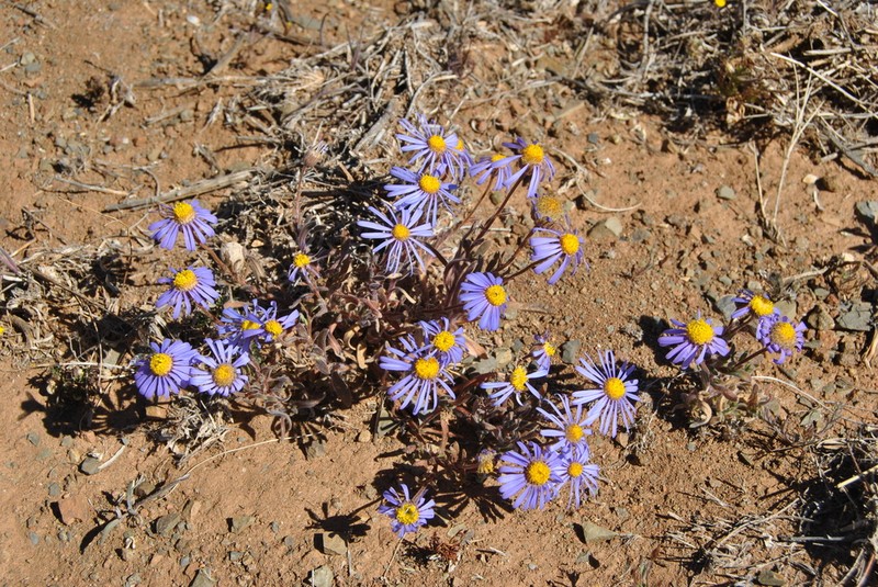 Felicia australis photo 5