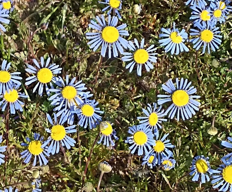 Felicia australis photo 6