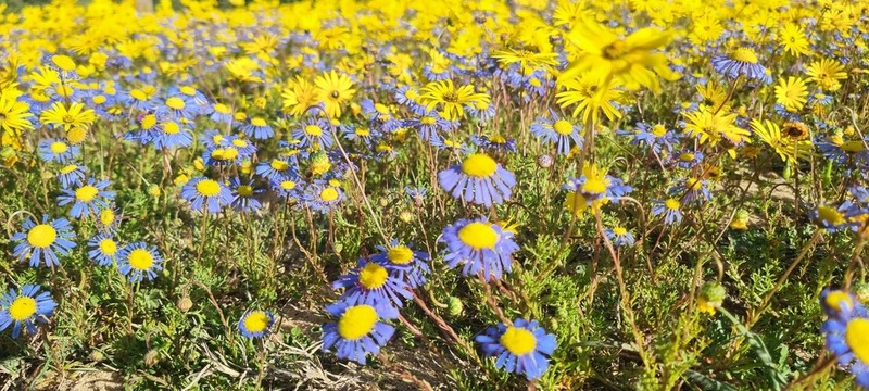 Felicia australis photo 8