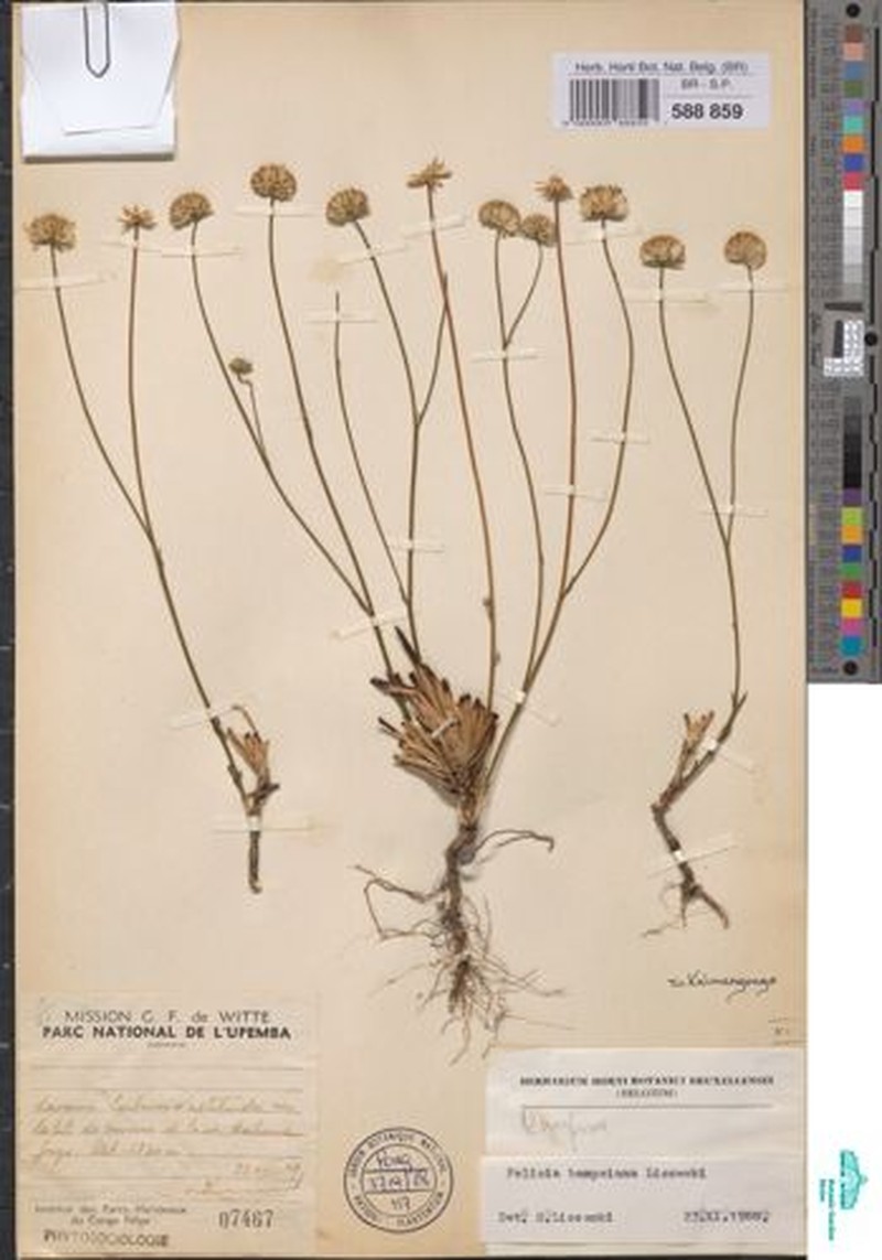 Felicia bampsiana