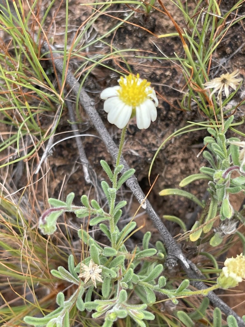 Felicia bechuanica