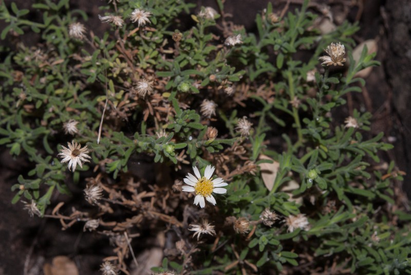 Felicia bechuanica photo 2