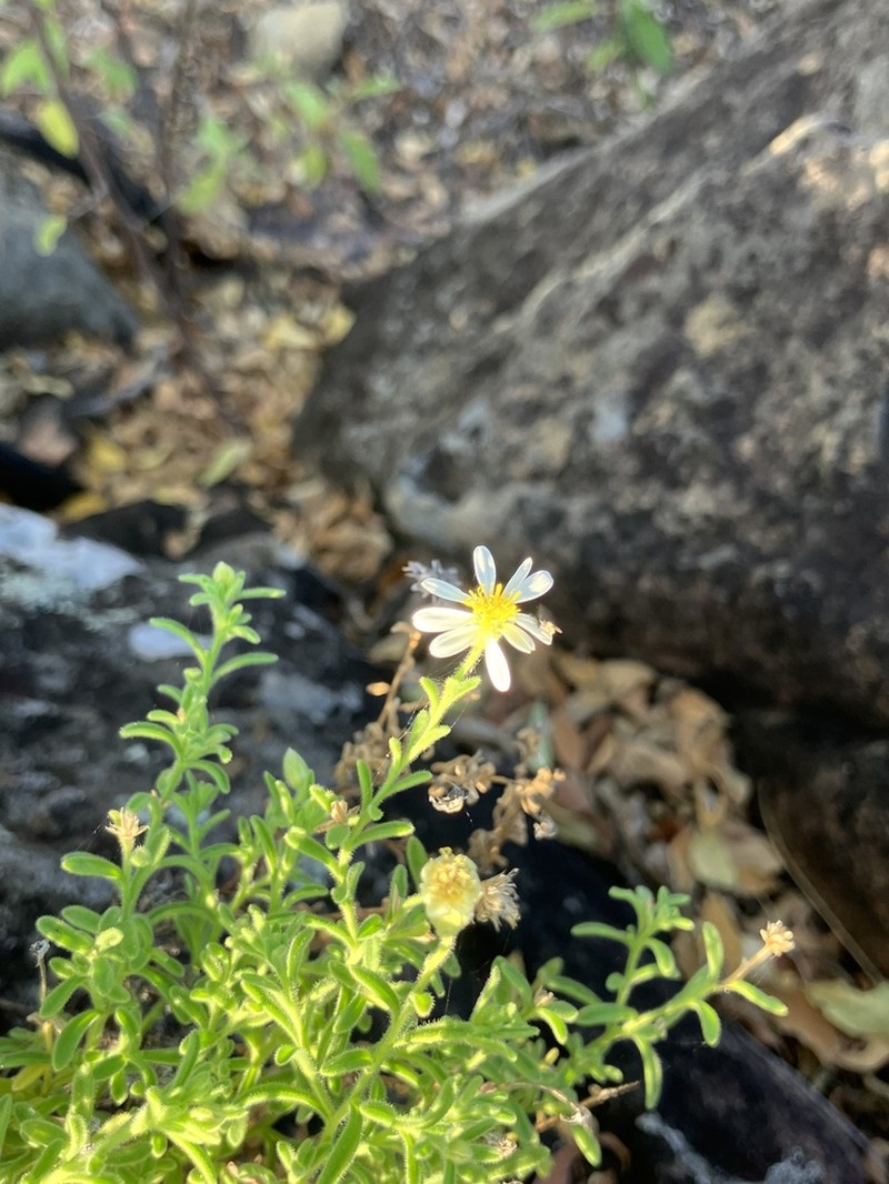 Felicia bechuanica photo 3