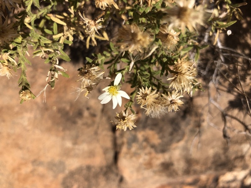 Felicia bechuanica photo 4