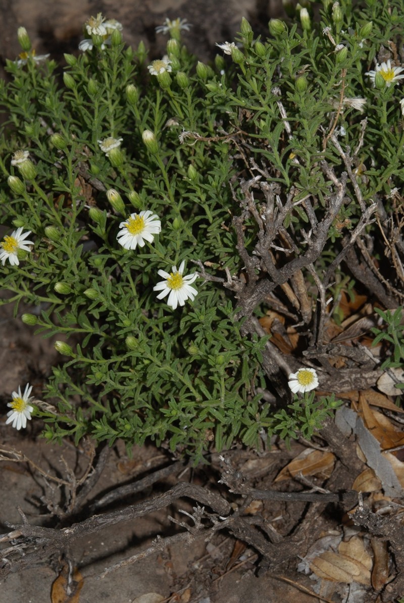 Felicia bechuanica photo 6