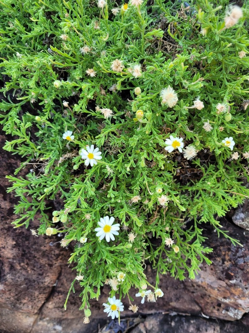 Felicia bechuanica photo 7
