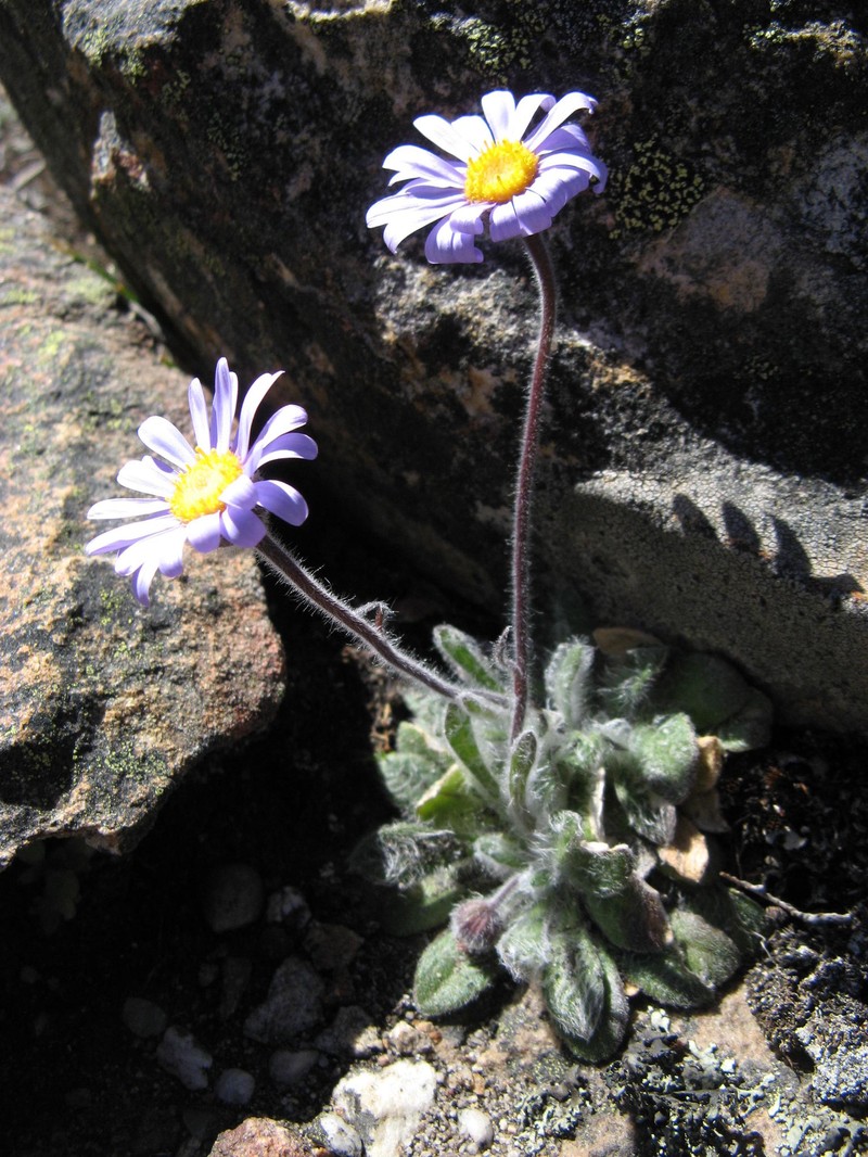 Felicia bellidioides