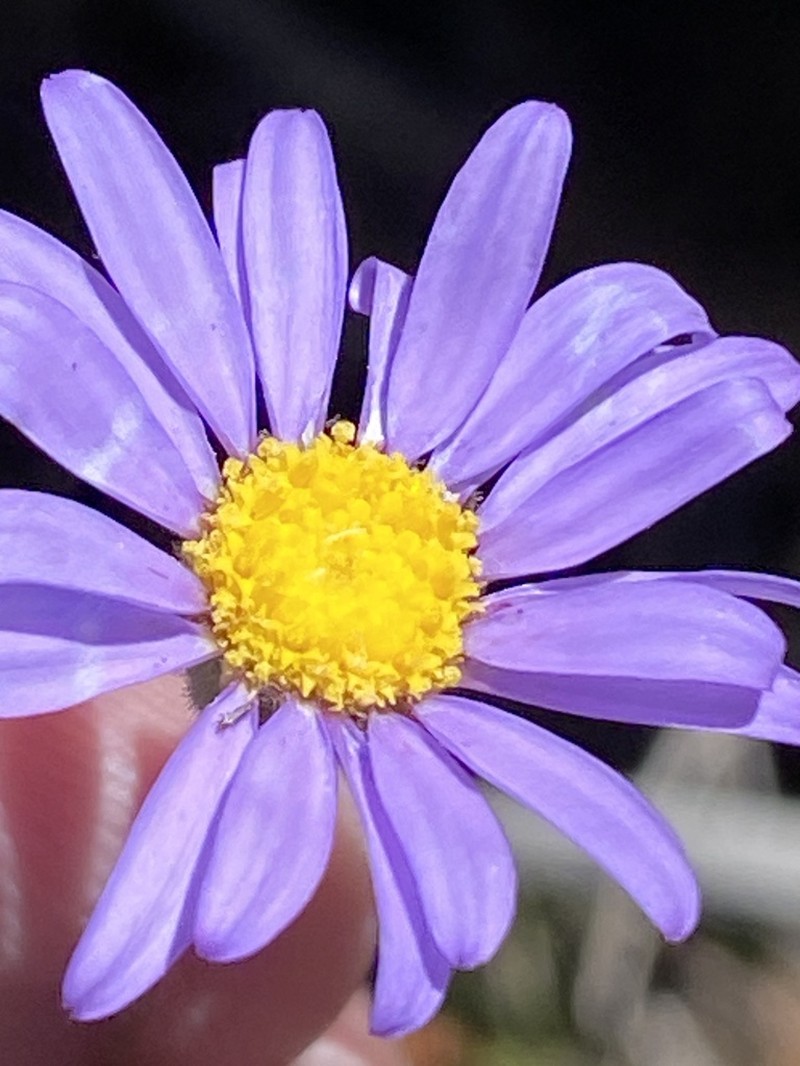 Felicia bellidioides photo 2