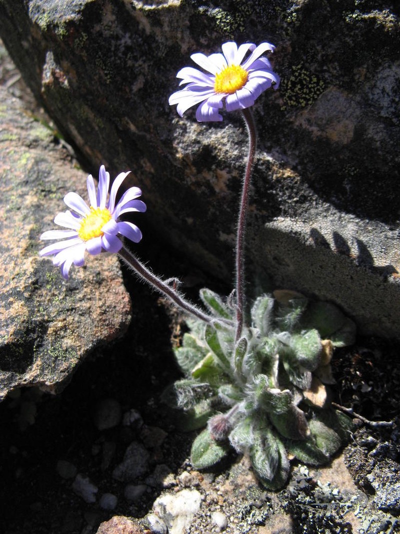 Felicia bellidioides photo 3