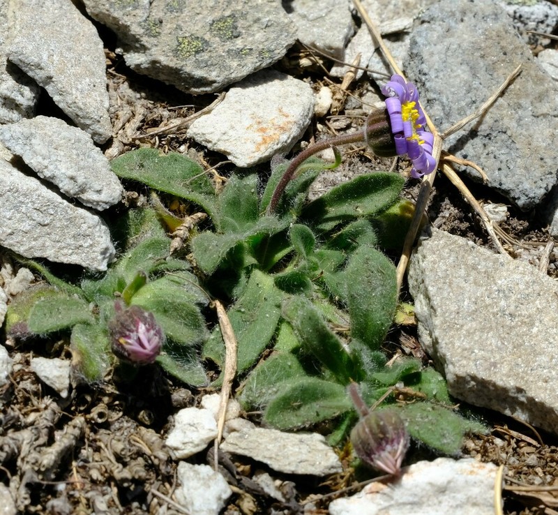 Felicia bellidioides photo 4