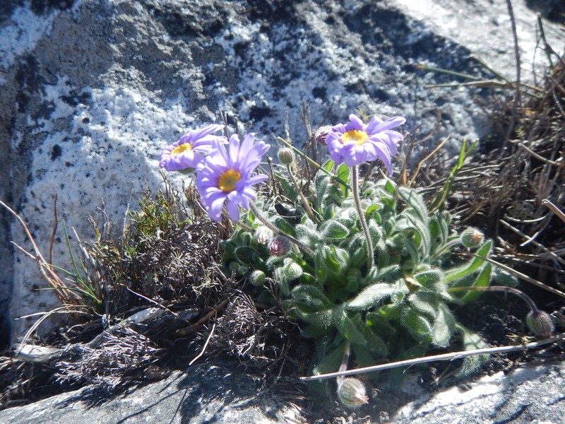 Felicia bellidioides photo 5