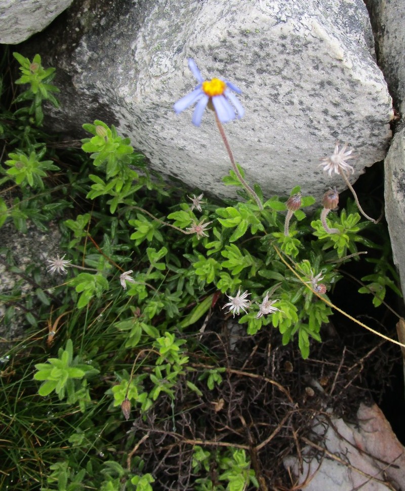 Felicia bellidioides photo 6