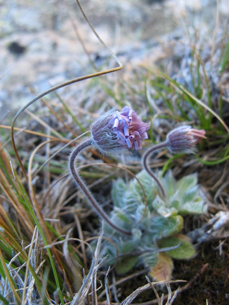 Felicia bellidioides photo 7