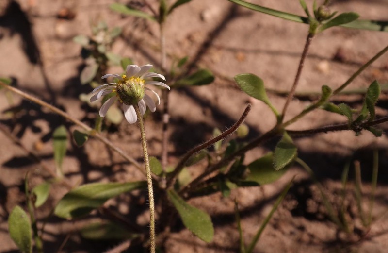 Felicia bergeriana photo 2
