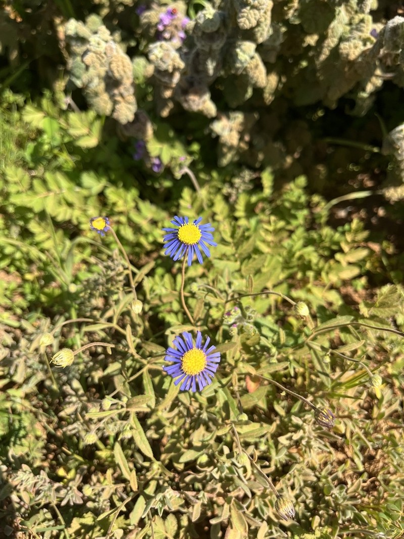 Felicia bergeriana photo 3
