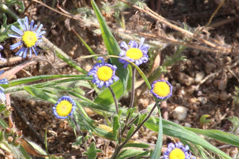 Felicia bergeriana photo 4