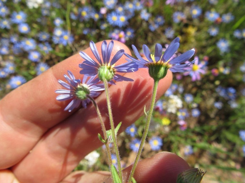 Felicia bergeriana photo 5
