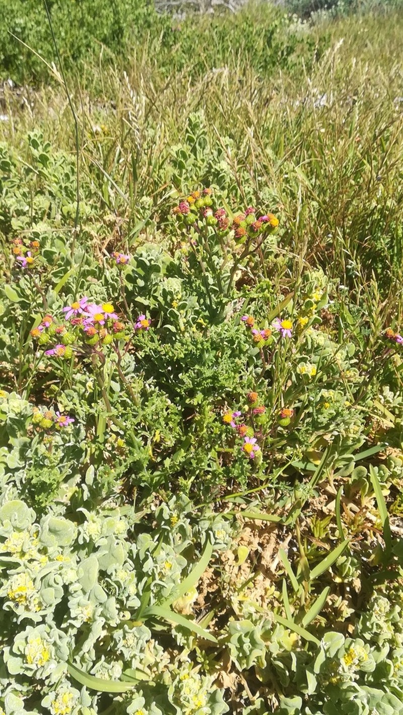 Felicia bergeriana photo 6
