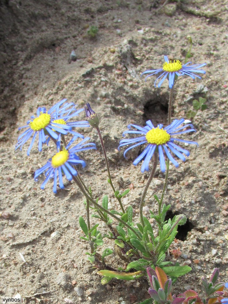 Felicia bergeriana photo 7