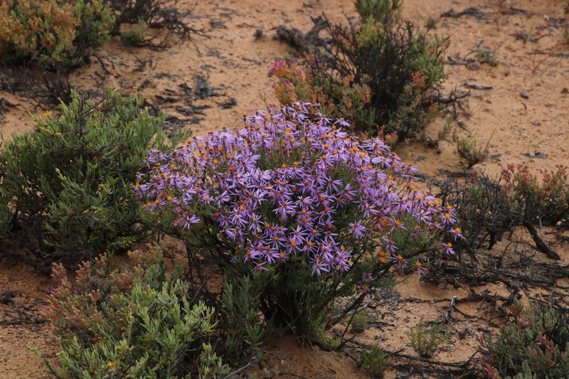 Felicia brevifolia